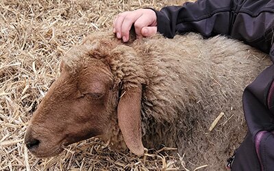 Ein braunes Schaf wird gestreichelt
